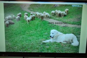 pies pasterski z owcami - kadr z prezentacji