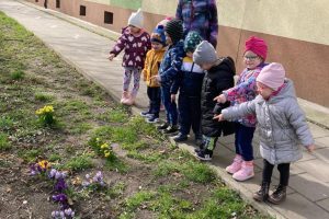 grupa dzieci z panią oglądają wiosenne kwiaty na trawniku