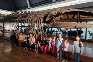 grupa przedszkolaków w muzeum , z tyłu szkielet wieloryba